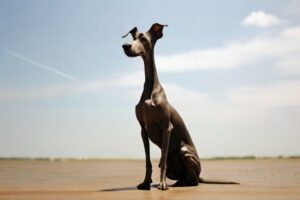 top 10 tall skinny dogs