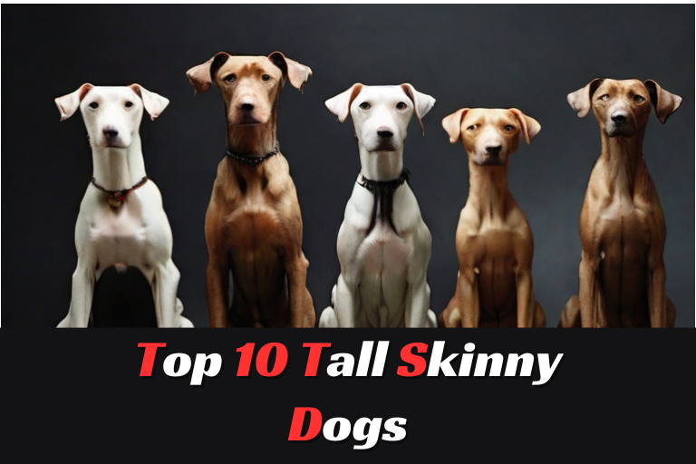 top 10 tall skinny dogs