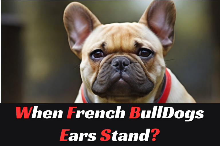 when does french bulldogs ears stand up